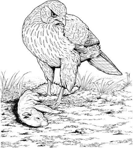 Hawk With Its Prey Coloring Page